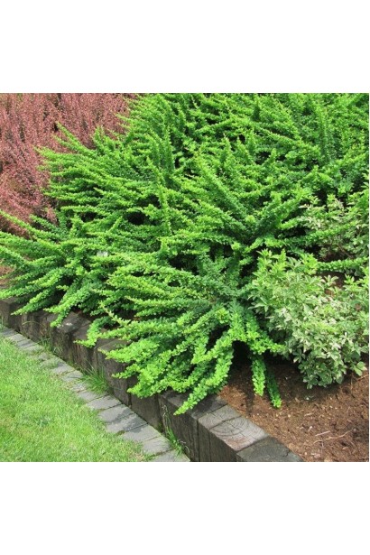 Барбарис Тунберга Грін Карпет 